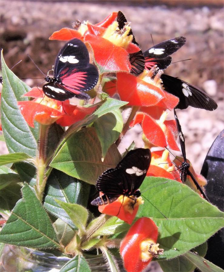 Hickatee Cottages, Belize, Central America Punta Gorda Bagian luar foto