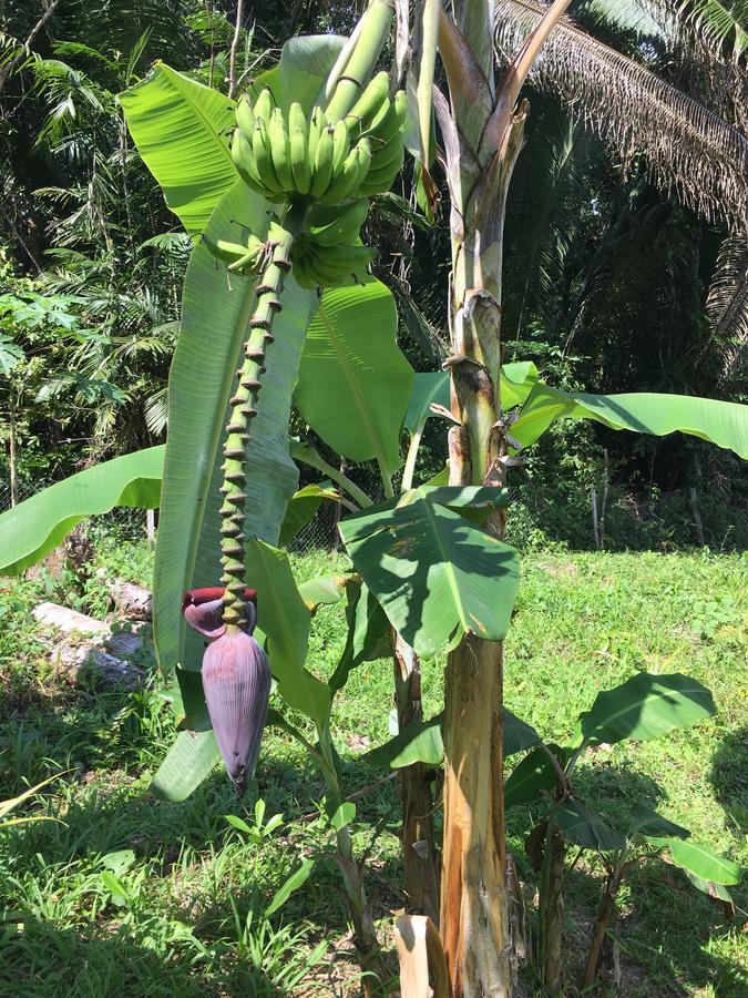 Hickatee Cottages, Belize, Central America Punta Gorda Bagian luar foto